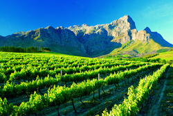 one-and-only-cape-town-cape-winelandsa